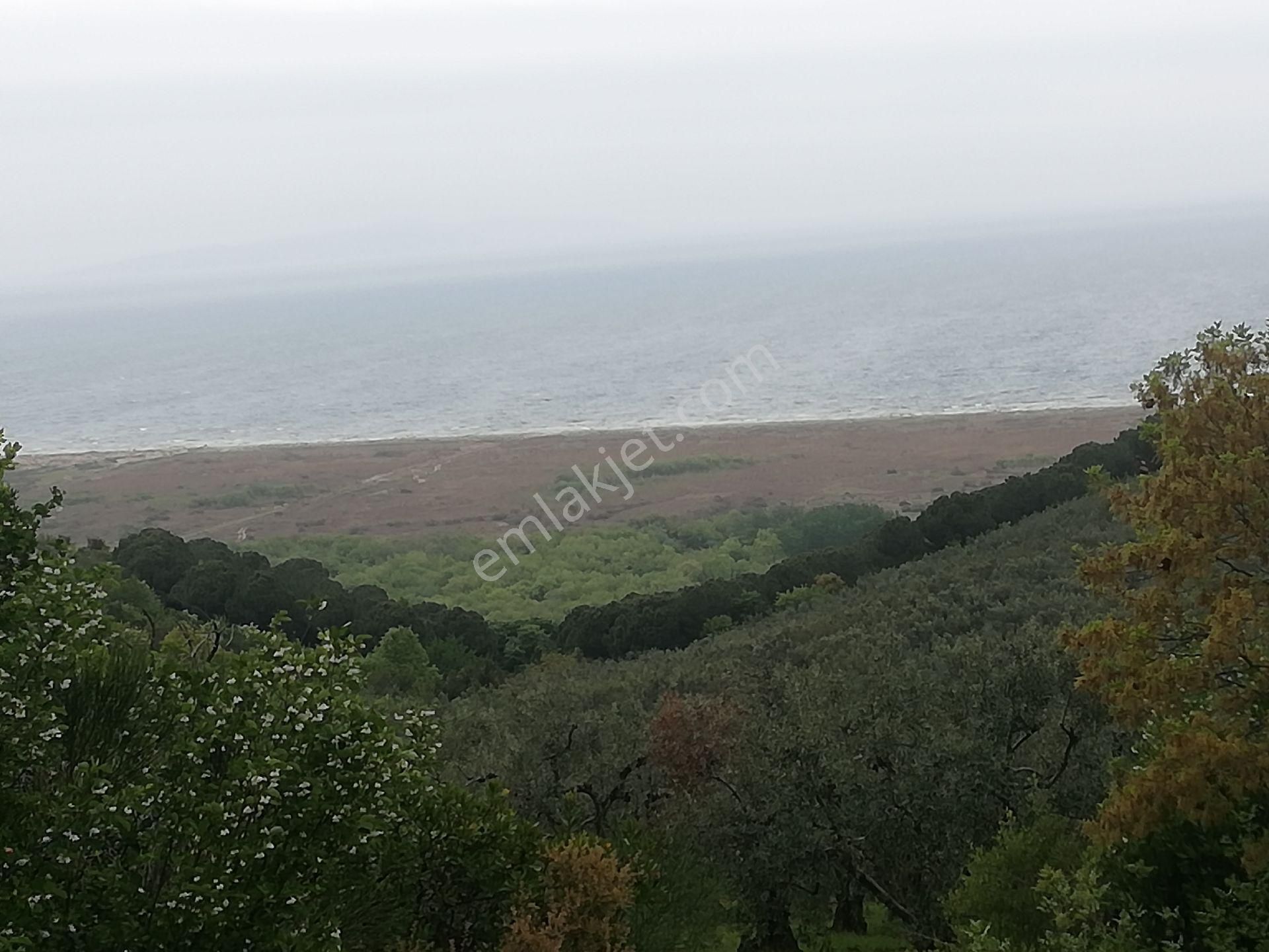 Sahibinden Fuul Deniz Manzaralı Müstakil Tapulu Zeytinlik