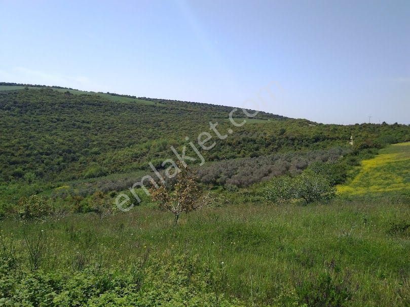 Bursa Mudanya Deniz Manzaralı, Köye-ana Yola Yakın, Uygun Fiyata Fırsat Satılık Zeytinlik