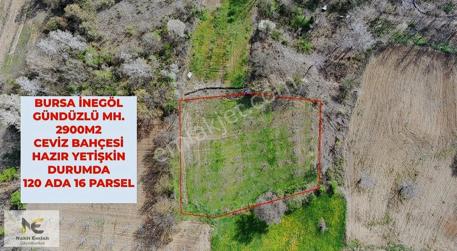 Satılık Ceviz Bahçesi Bursa / İnegöl / Gündüzlü Mahallesi 2900m2