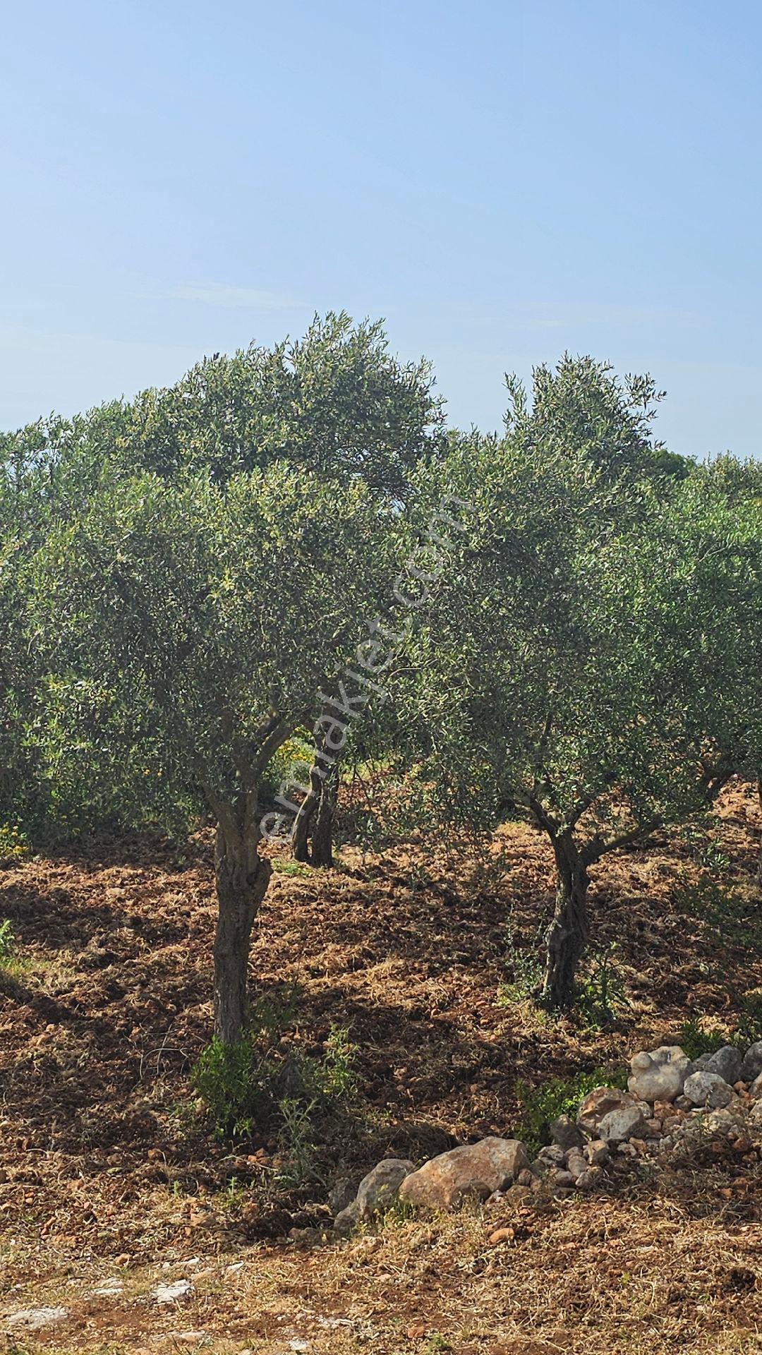 Hatay Yayladağ Bozlu Mah.satılık Tarla - Görsel 5