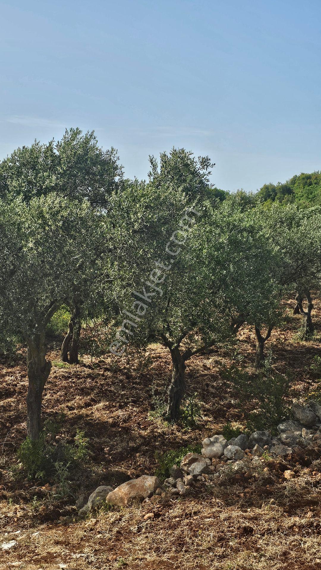 Hatay Yayladağ Bozlu Mah.satılık Tarla - Görsel 7