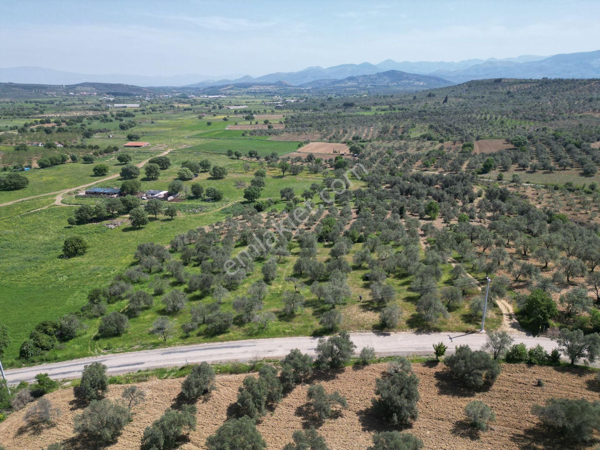 Burhaniye Ağacık'ta Asvalt Yola Cephe 6.300 M2 Zeytinlik - Görsel 4