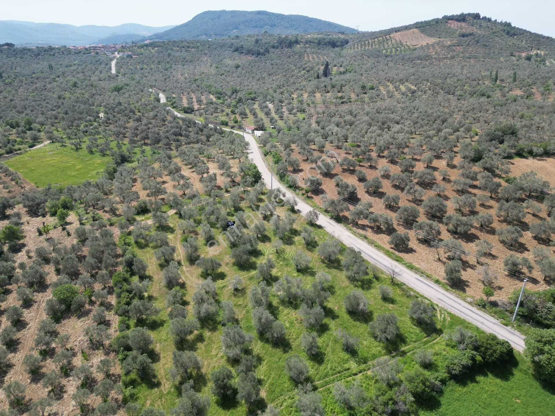 Burhaniye Ağacık'ta Asvalt Yola Cephe 6.300 M2 Zeytinlik - Görsel 6