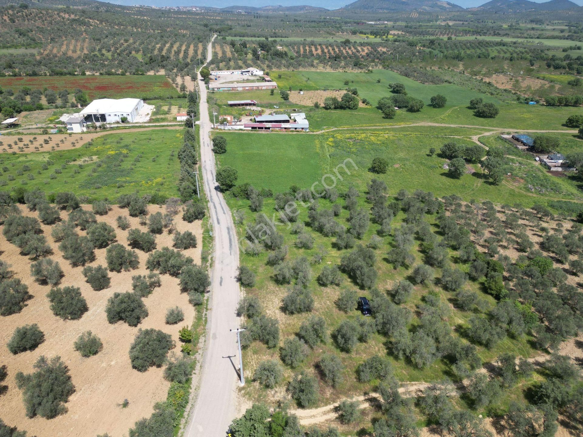 Burhaniye Ağacık'ta Asvalt Yola Cephe 6.300 M2 Zeytinlik - Görsel 5