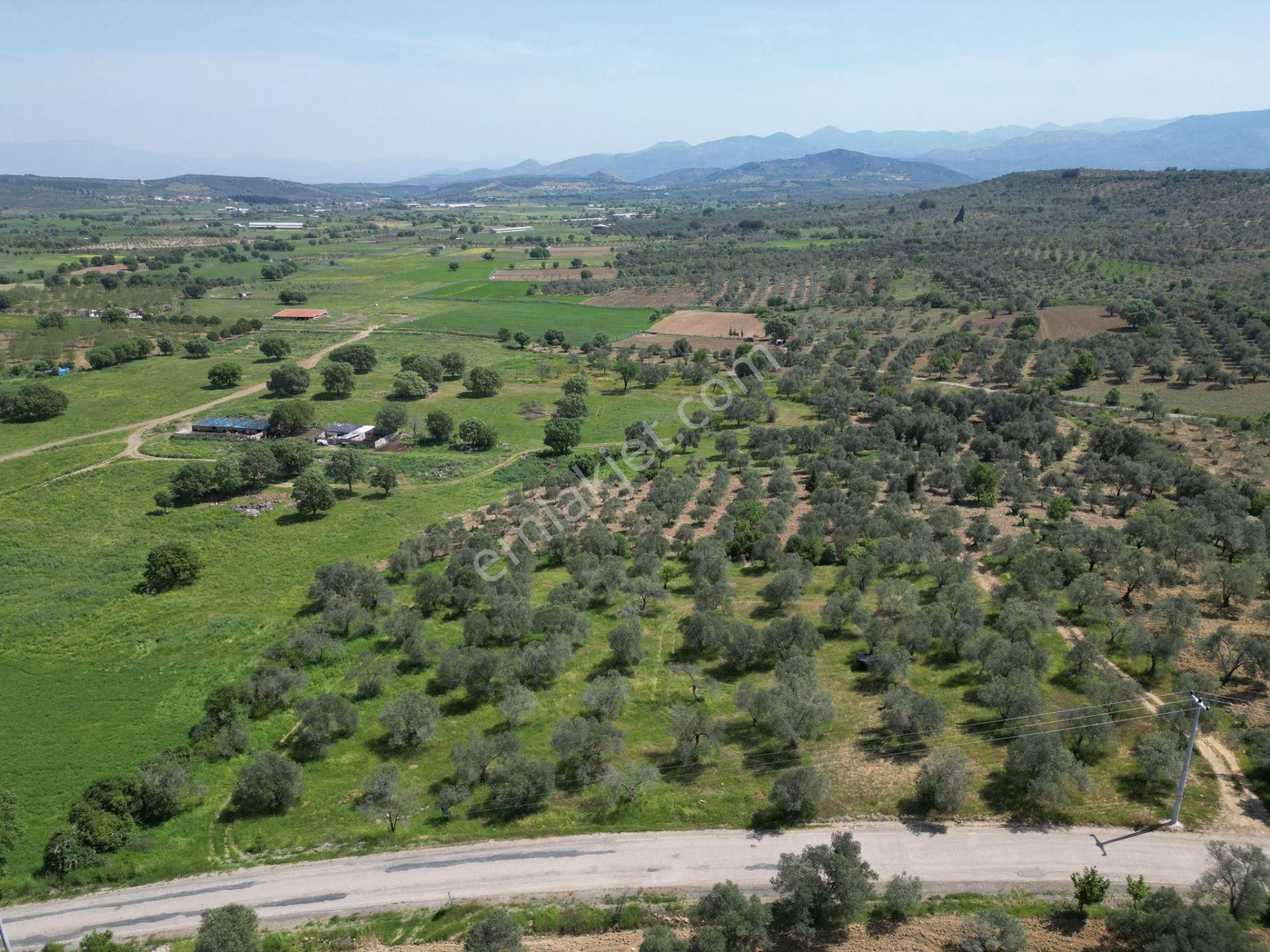 Burhaniye Ağacık'ta Asvalt Yola Cephe 6.300 M2 Zeytinlik - Görsel 10