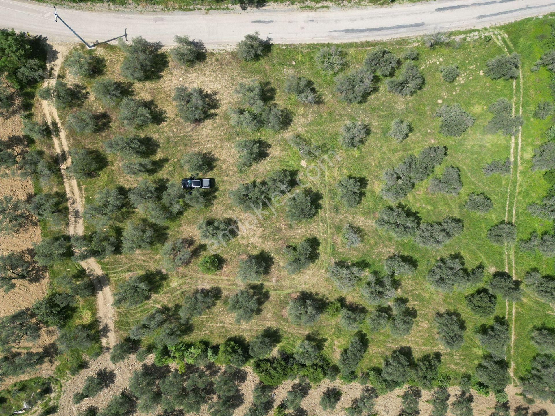 Burhaniye Ağacık'ta Asvalt Yola Cephe 6.300 M2 Zeytinlik - Görsel 3