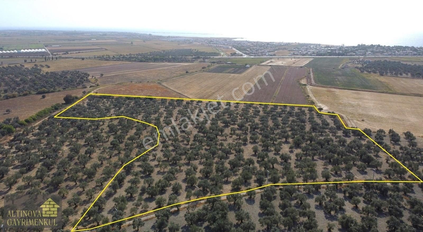Altınova Eski Yol Üzerinde 64730 M2 Bakımlı Zeytinlik