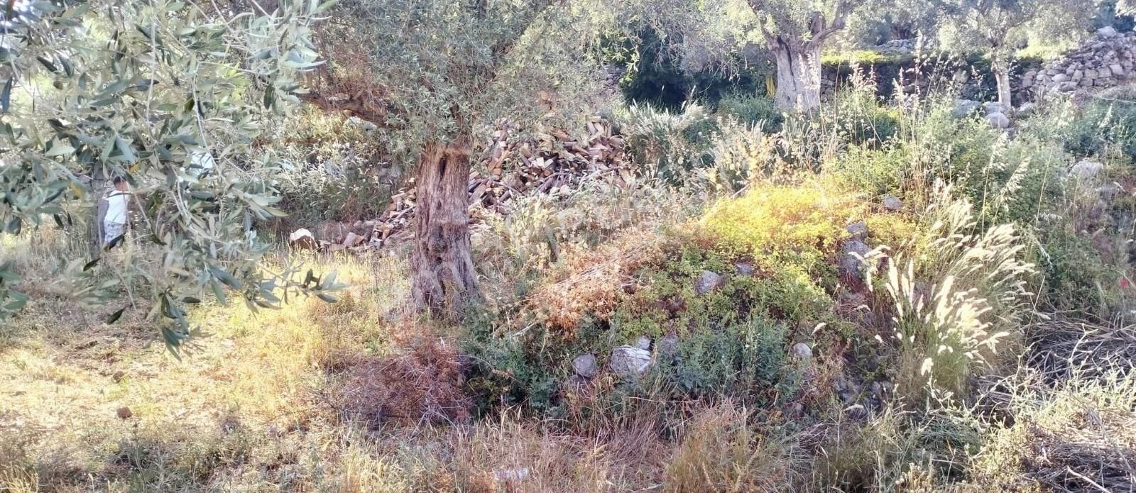 Muğla Milas Ta Satılık Arsa