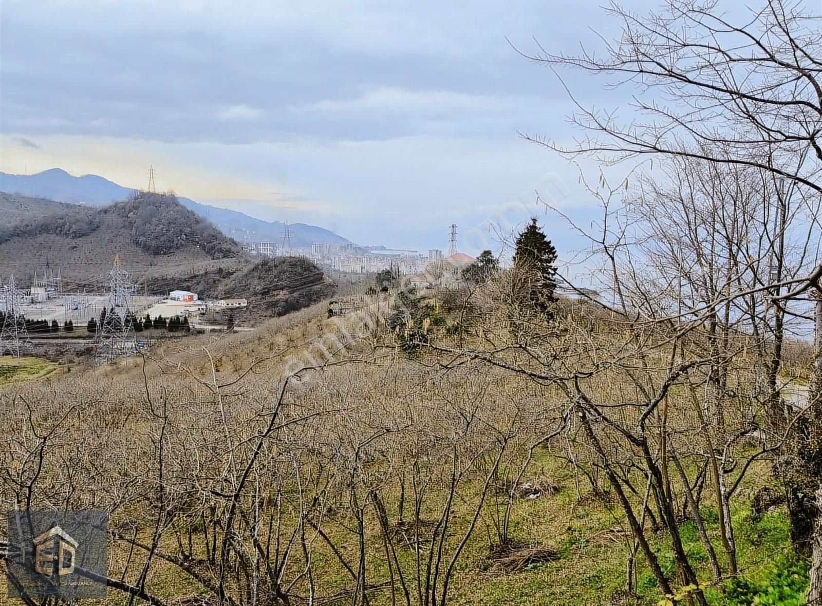 Tirebolu Avcılı Köyünde Satılık 5370 M2 Satılık Arsa.