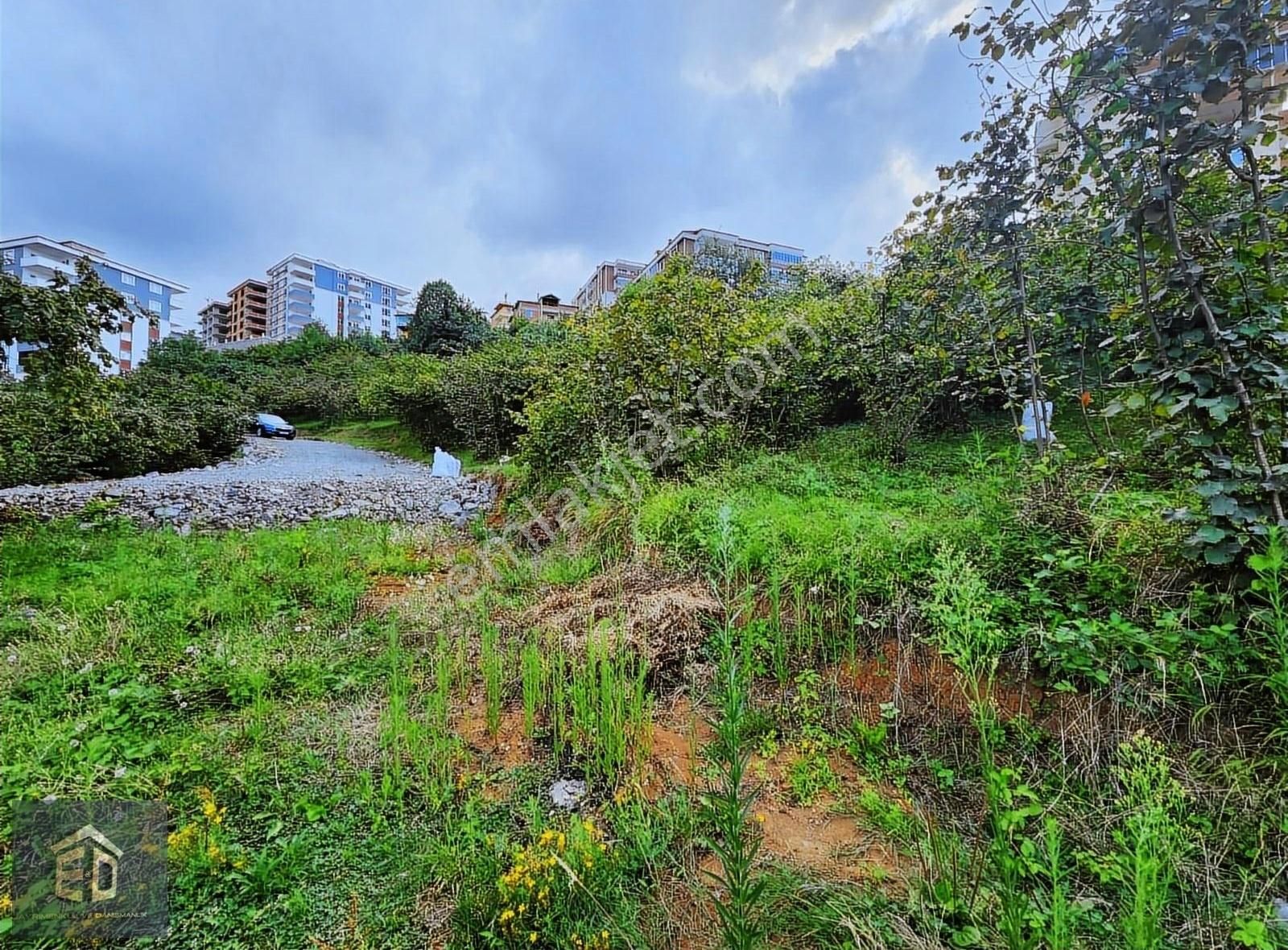 Trabzon Pelitli Yeşilköy'de Satılık 337,59 M² İmarlı Arsa