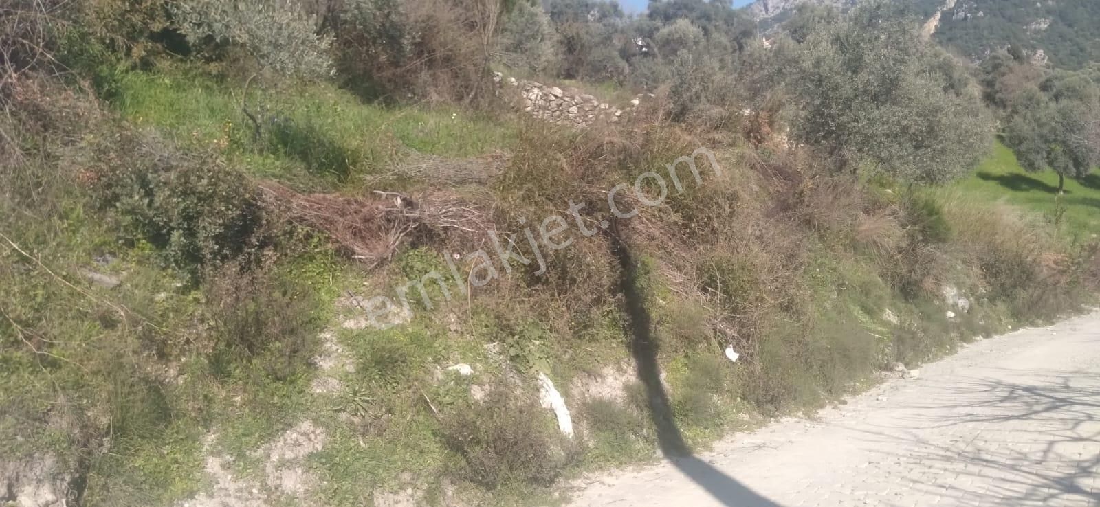 Elvan Özçelik'den Ören Kalem'de Köyiçi İmarında Tarla - Görsel 5