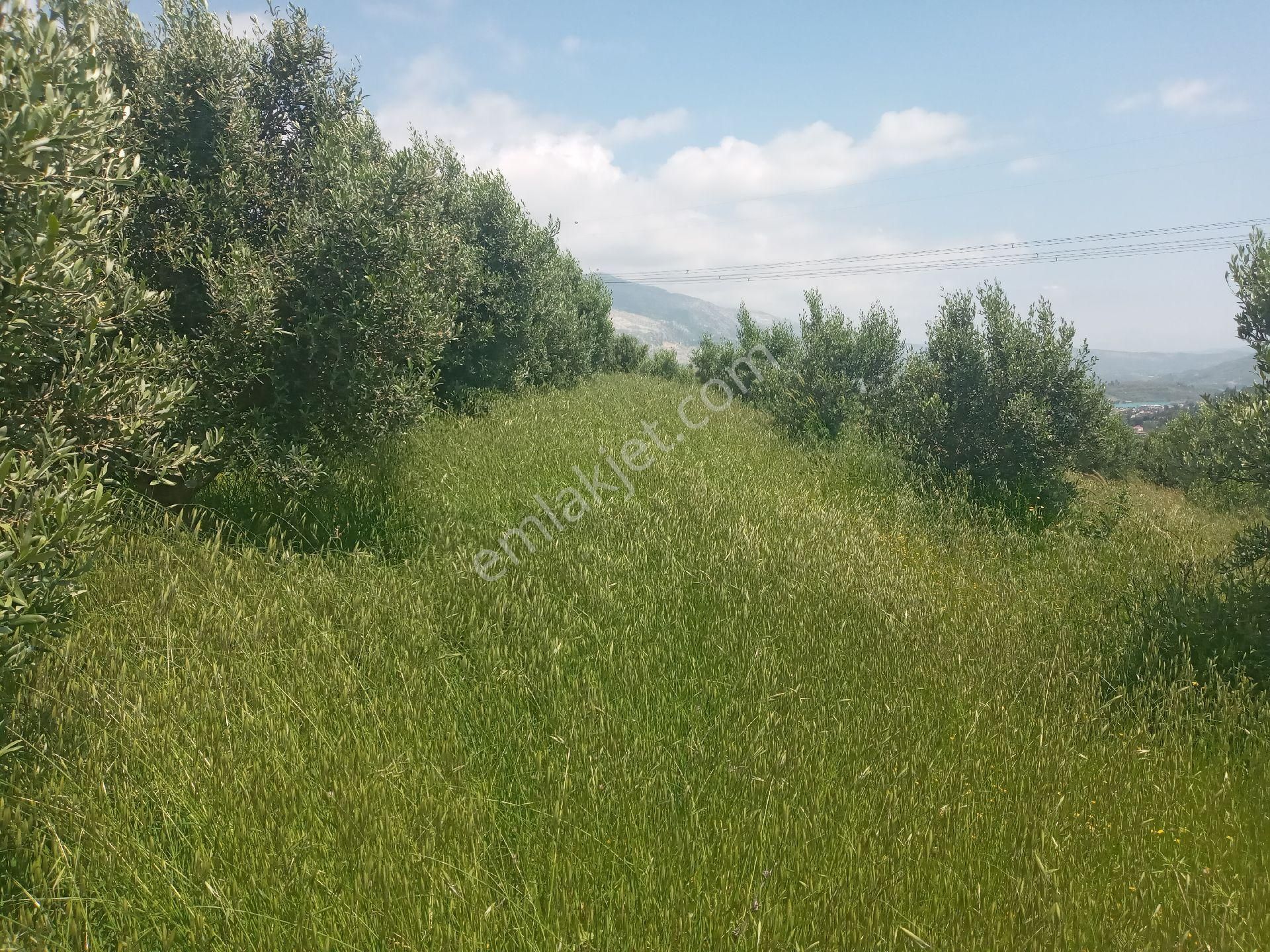 Usanmaz Emlaktan Manavgat Oymapınar Da Satılık Zeytin Tarlası