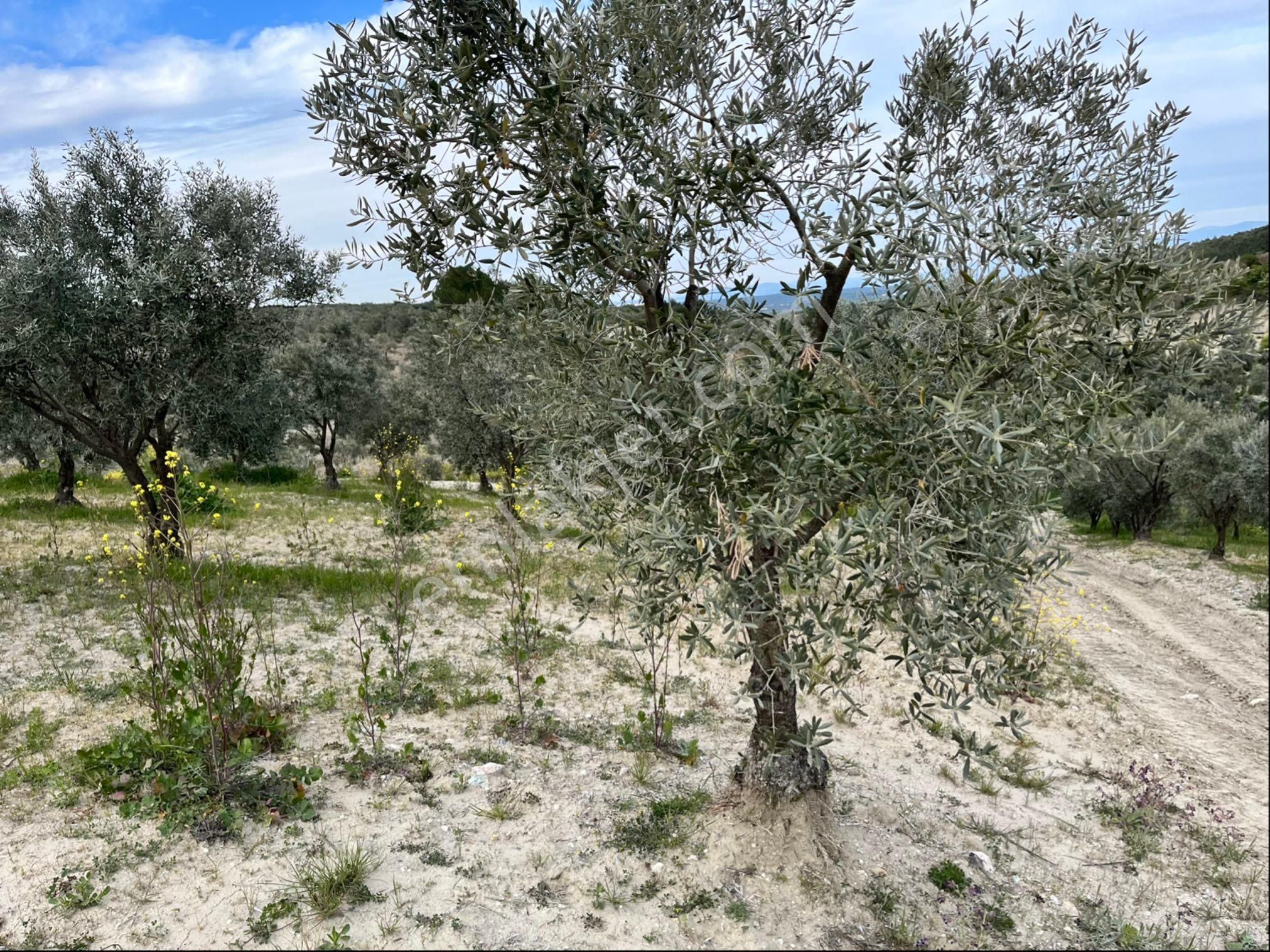 Gözlet Mah Satılık 5900m2 Tek Tapu Zeytinlik