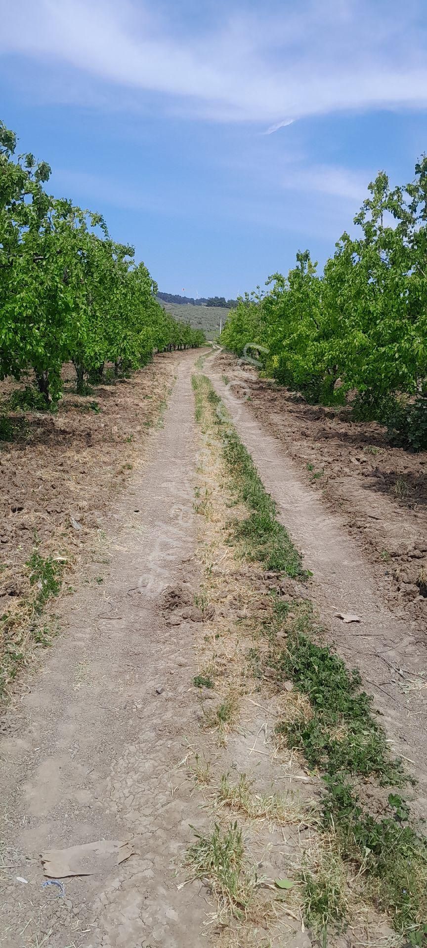 Elmas Gayrimenkul Den Ahmetbeyde Kaçırılmayacak Fırsat Armut Bahçesi - Görsel 5