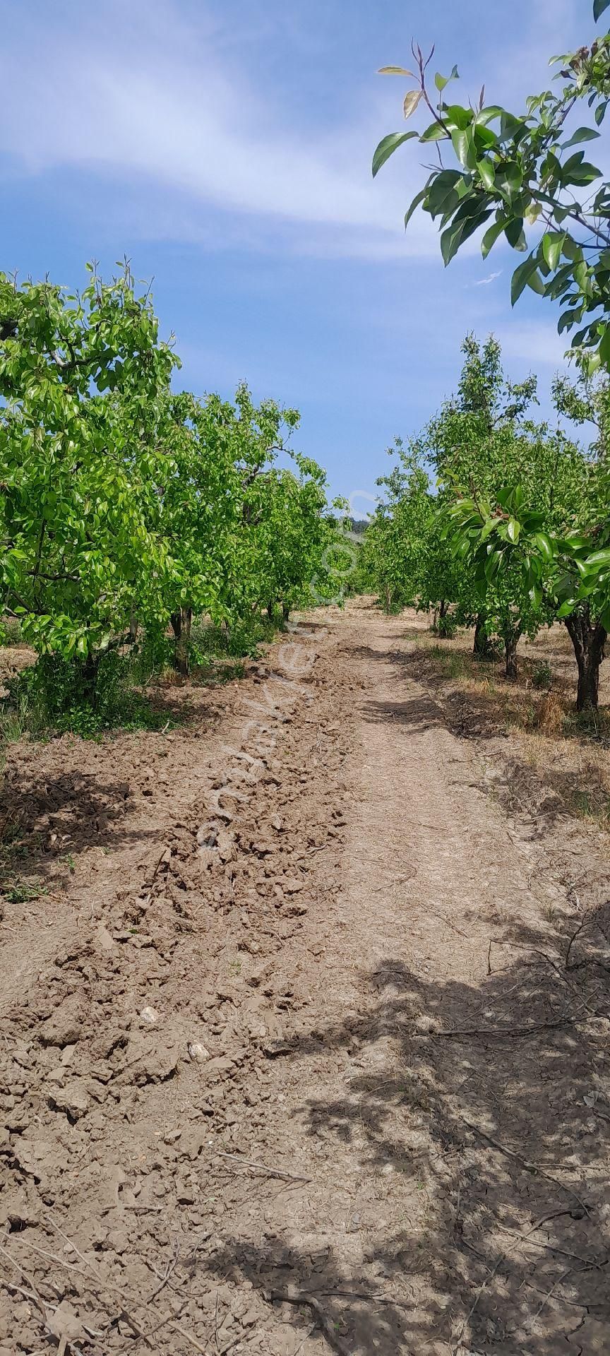 Elmas Gayrimenkul Den Ahmetbeyde Kaçırılmayacak Fırsat Armut Bahçesi - Görsel 3