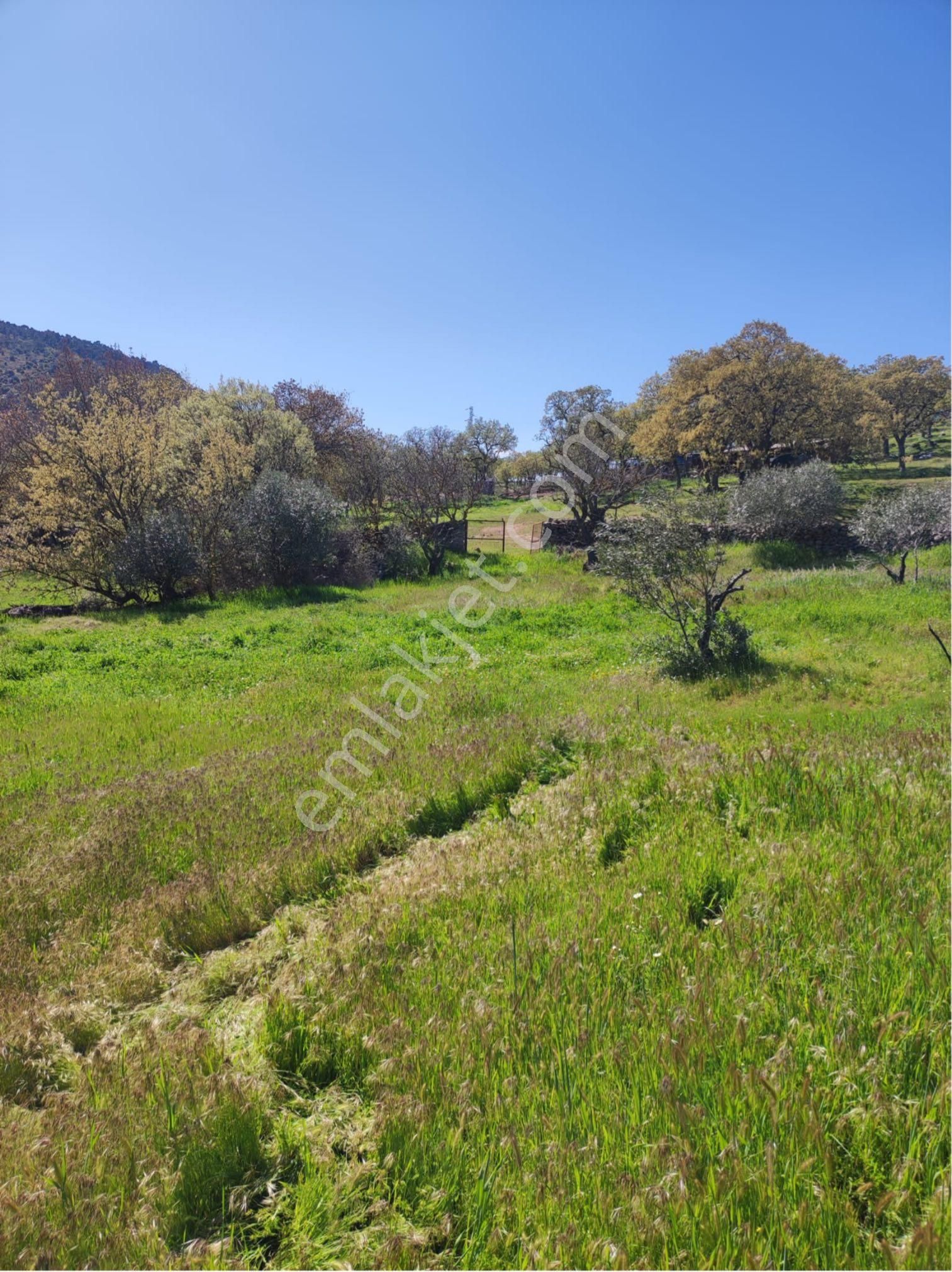 Acil Manisa Yunusemre Davutlar 2700 M2 Tek Tapu Yolu Suyu Olan Zeytinlik