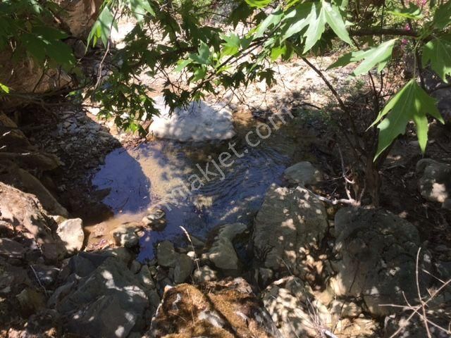 118- Seferihisar Beyler Köyüne Yakın Zeytinlik - Görsel 4