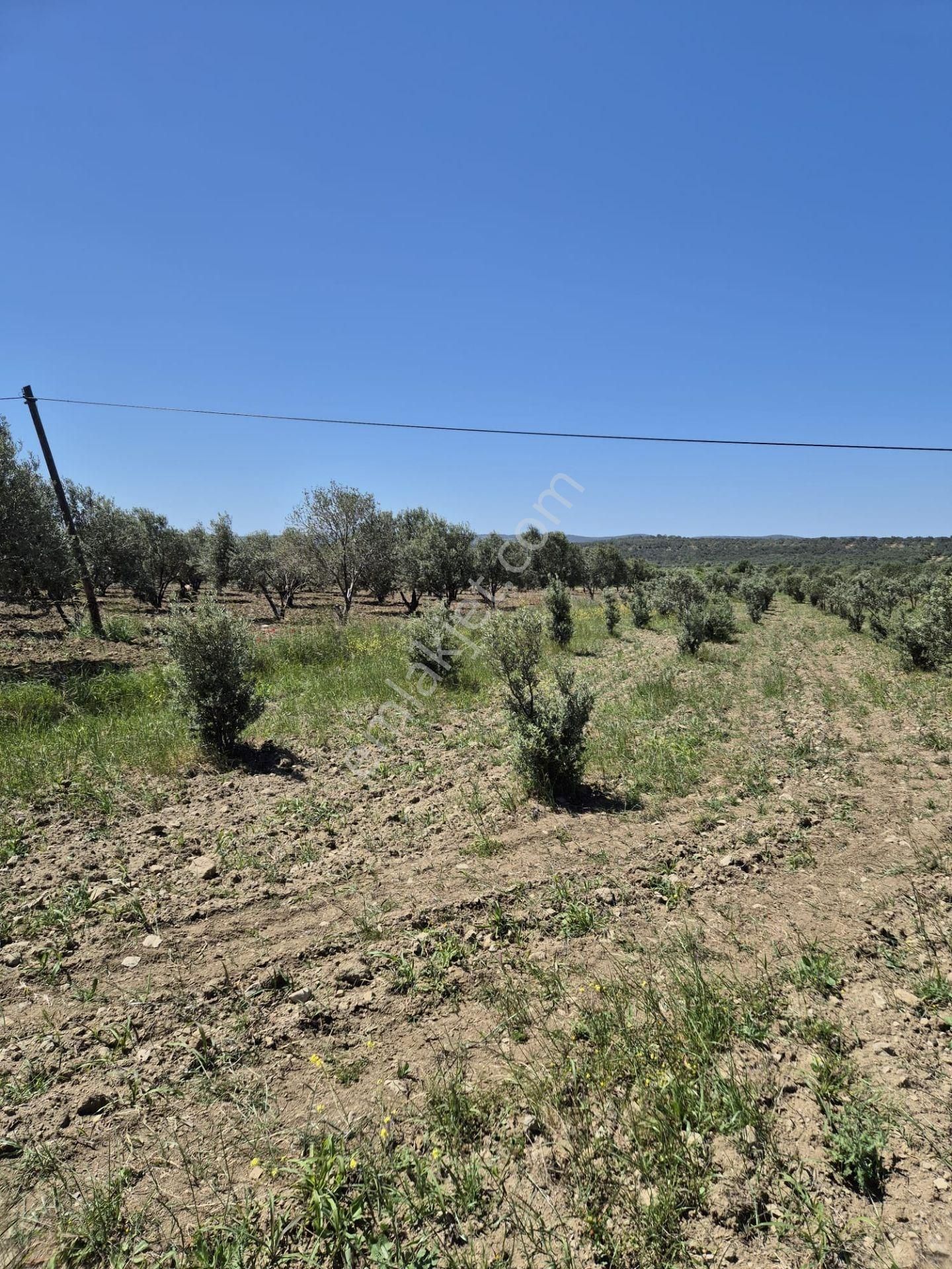 Yeni Köyde Satılık Müfrez Tarla - Görsel 3