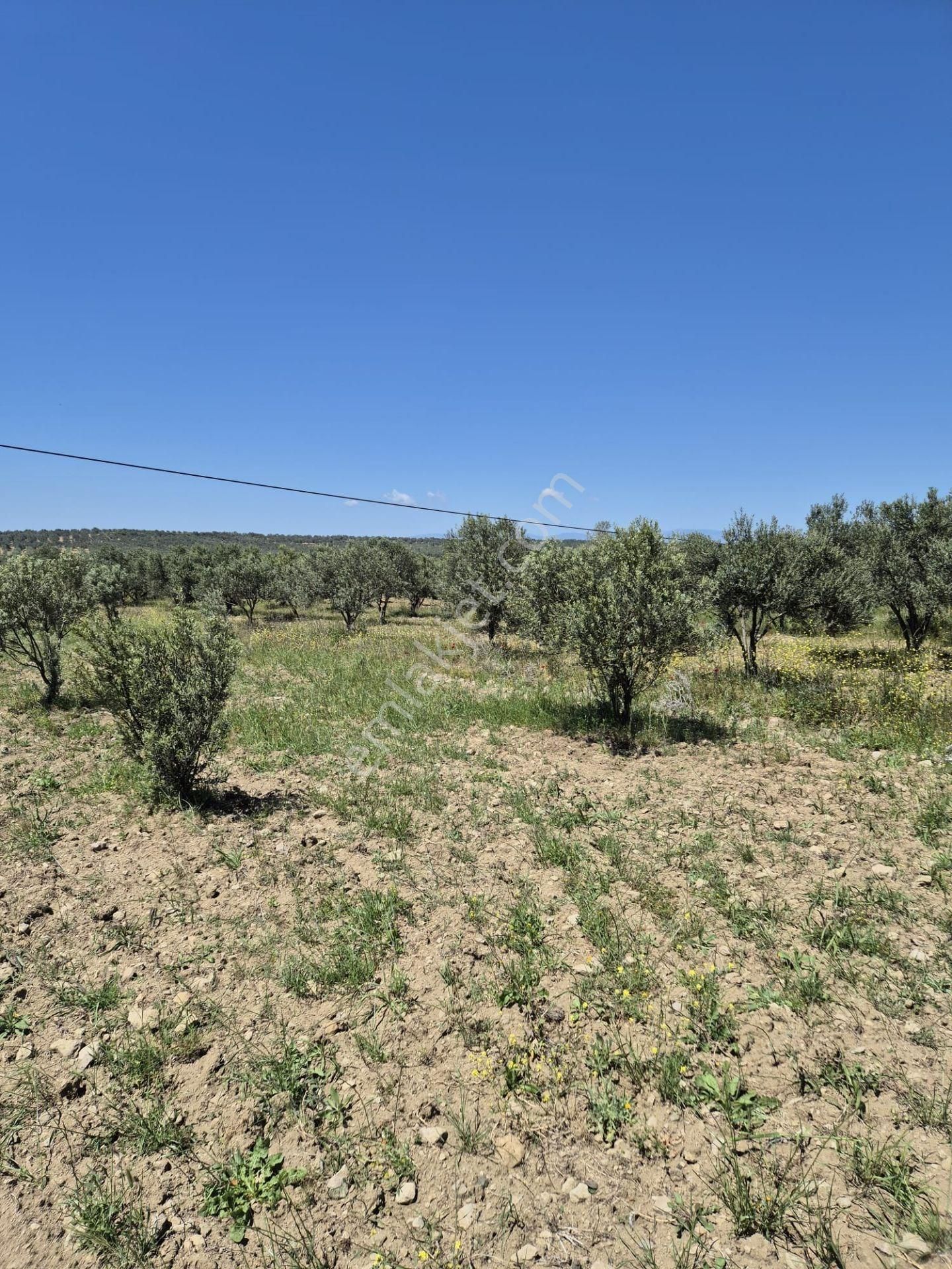 Yeni Köyde Satılık Müfrez Tarla - Görsel 2