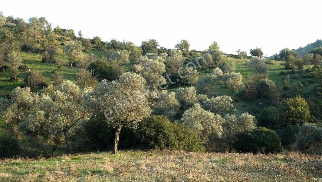 029-resmi Yola Cepheli Bakımlı Zeytinlik - Görsel 10