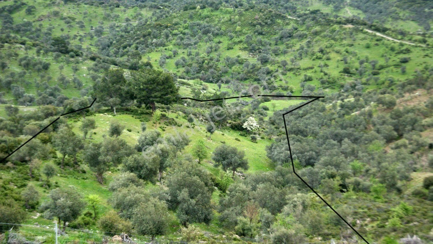 029-resmi Yola Cepheli Bakımlı Zeytinlik - Görsel 5