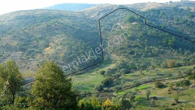 029-resmi Yola Cepheli Bakımlı Zeytinlik - Görsel 8