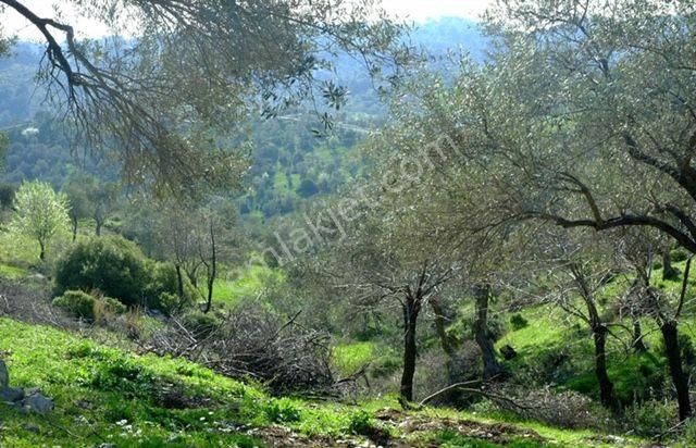 029-resmi Yola Cepheli Bakımlı Zeytinlik - Görsel 7