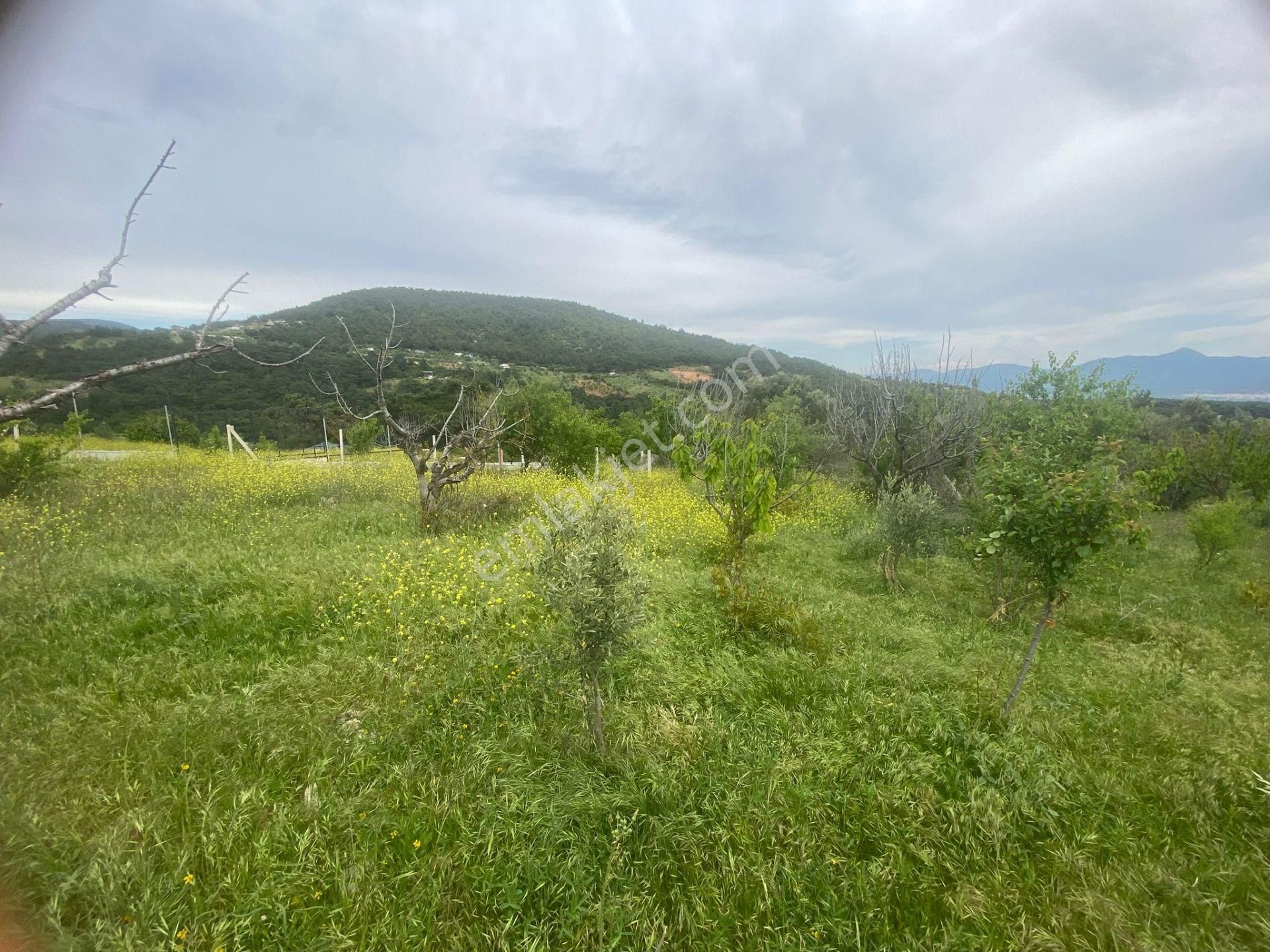 İzmir Bornovada Satılık Bahçe - Görsel 17