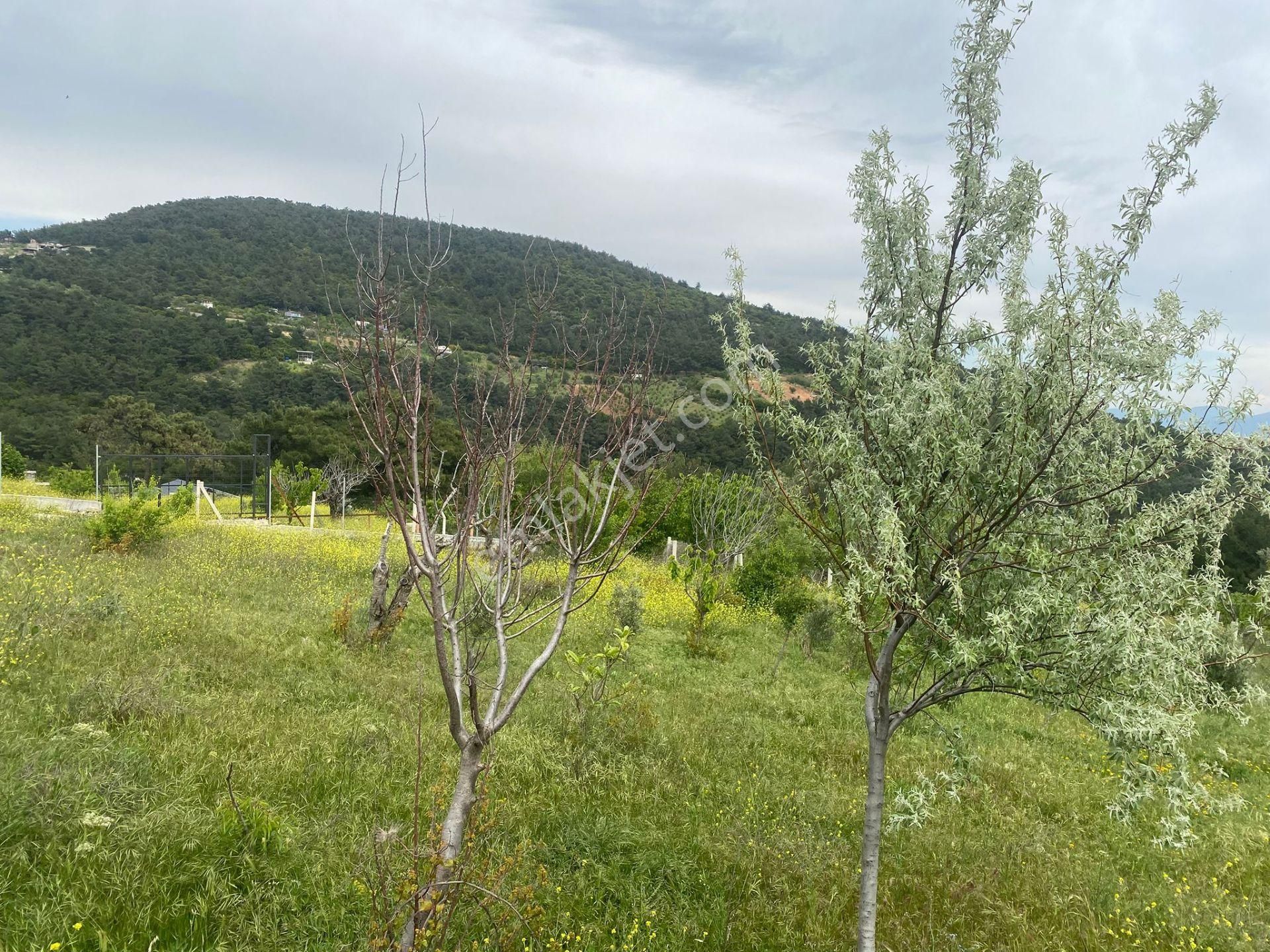 İzmir Bornovada Satılık Bahçe - Görsel 23