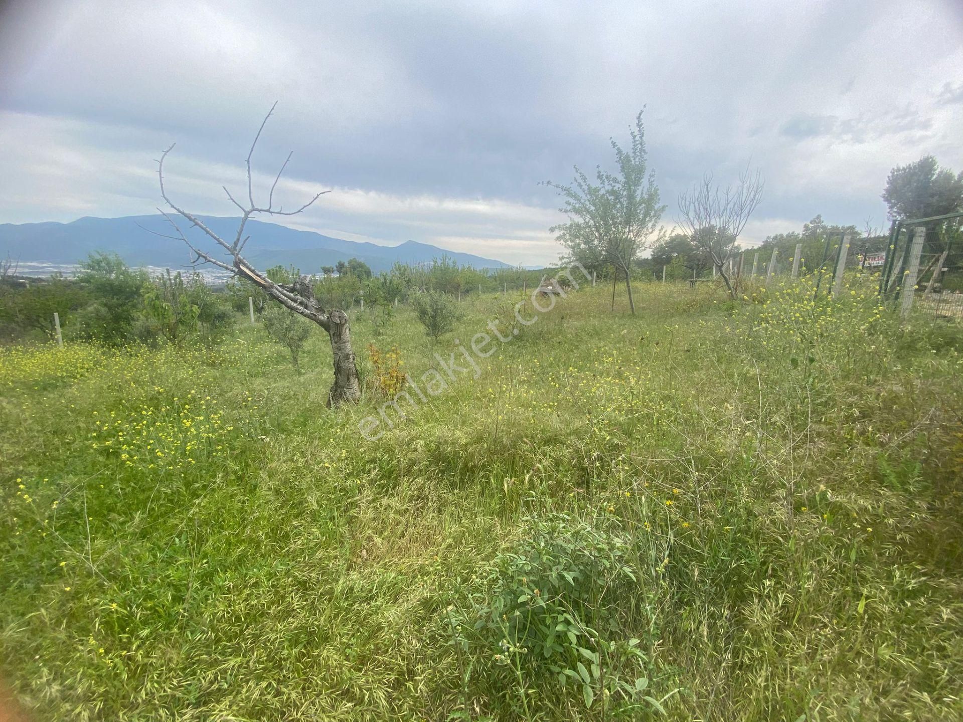 İzmir Bornovada Satılık Bahçe - Görsel 20