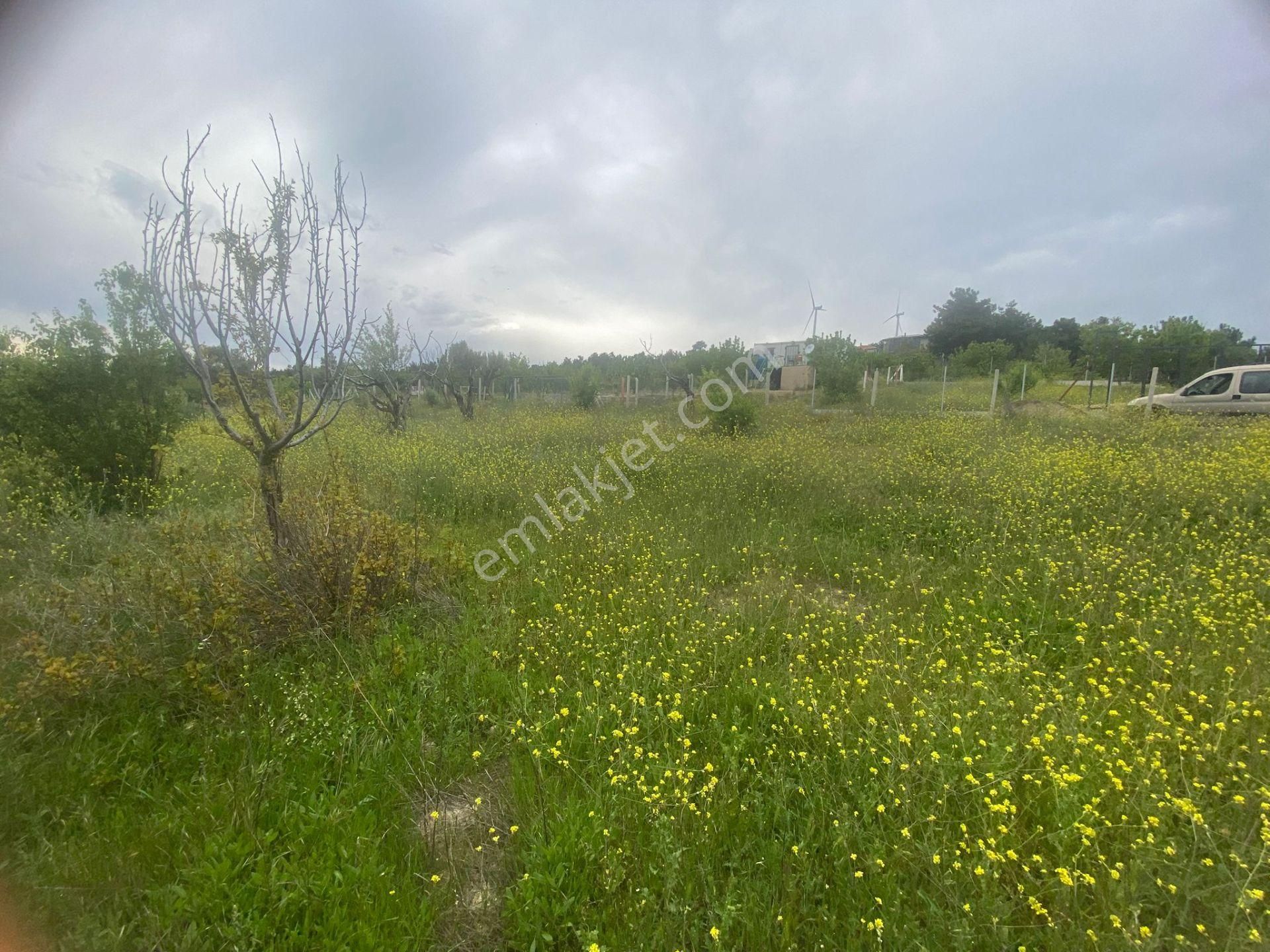 İzmir Bornovada Satılık Bahçe - Görsel 3