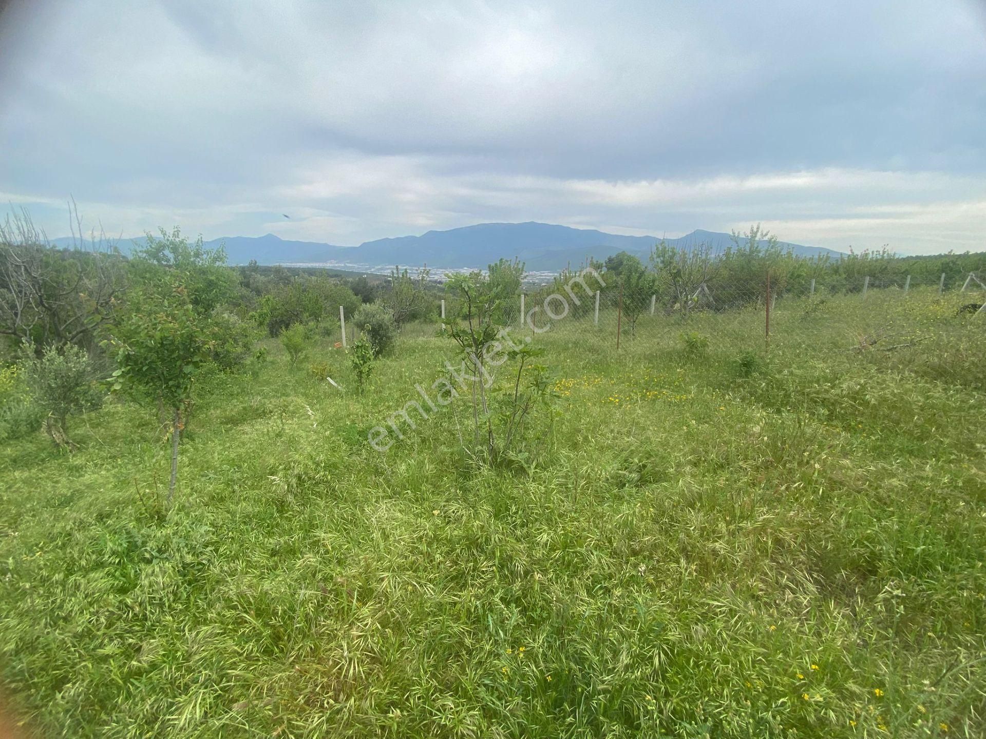 İzmir Bornovada Satılık Bahçe - Görsel 14