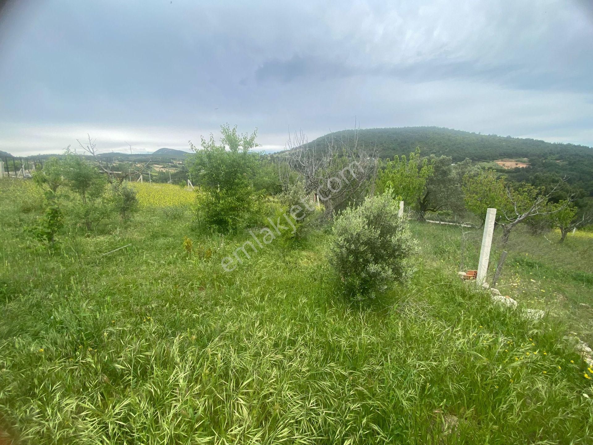 İzmir Bornovada Satılık Bahçe - Görsel 2