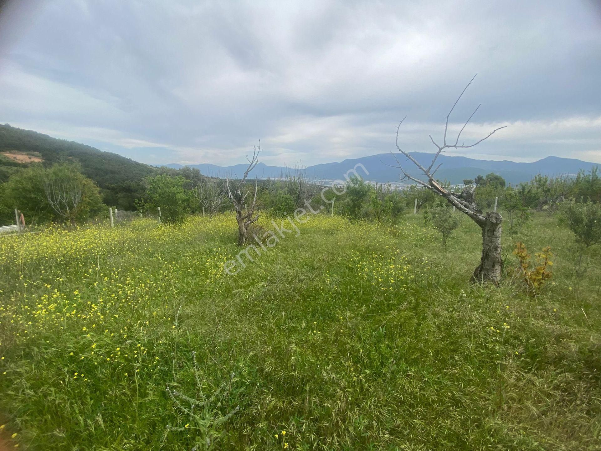 İzmir Bornovada Satılık Bahçe - Görsel 16