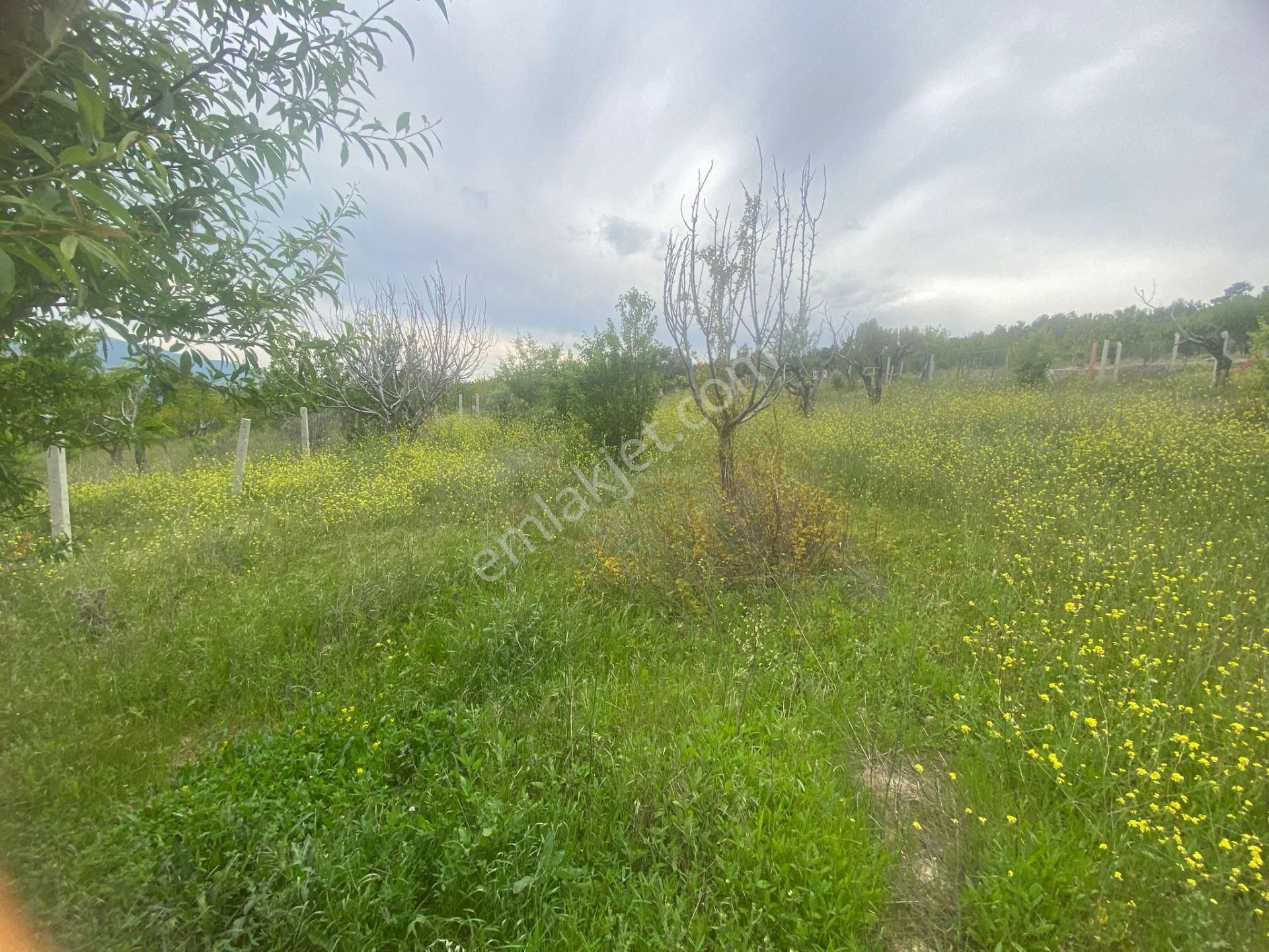 İzmir Bornovada Satılık Bahçe - Görsel 5