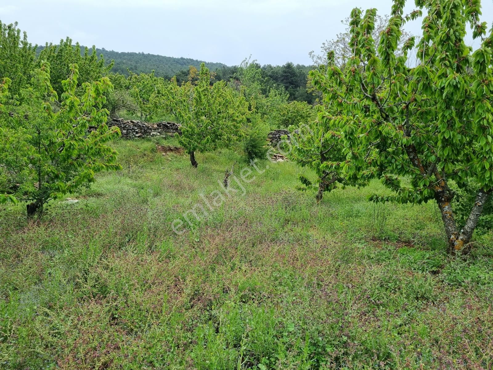 İzmir Bayındır Balcılar Köyünde Satılık 2.372 M2 Kirazlık - Görsel 7