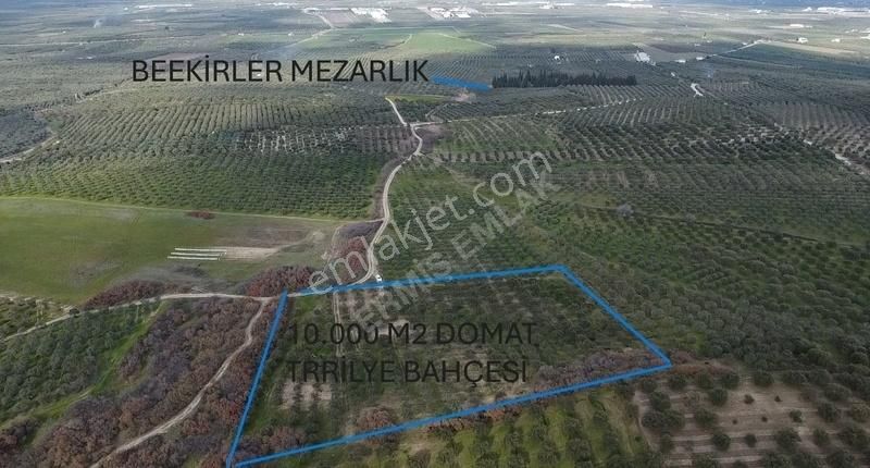 Ermiş Emlaktan Bekirlerde 10 Dönüm Zeytinlik