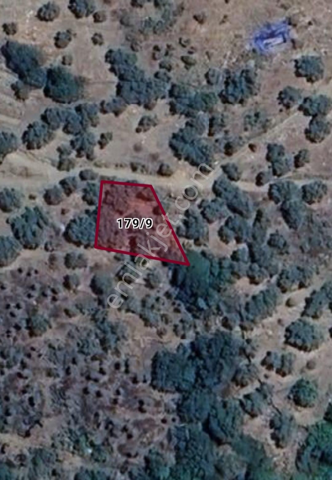 Bayındır Balcılar Köyünde 319 M2 Satılık Zeytinlik