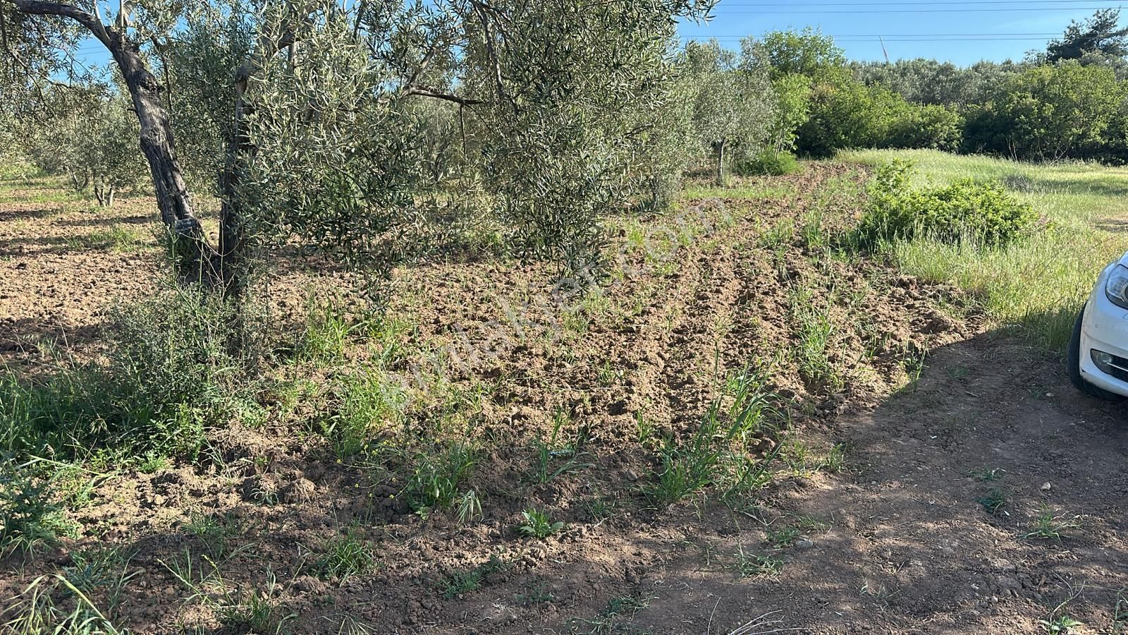Çanakkale Ezine Üvecik Köyünde Satılık Kupon Tarla