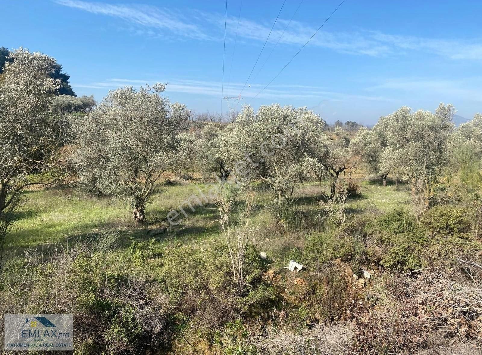 İzmir Selçuk Burgaz Zeytin Bahçesi