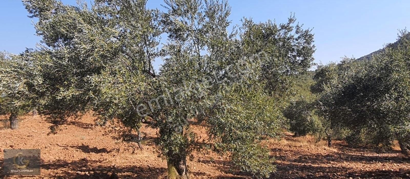 Güçlü Kardeşlerden Gömeç Karaağaçta Bakımlı Zeytinlik