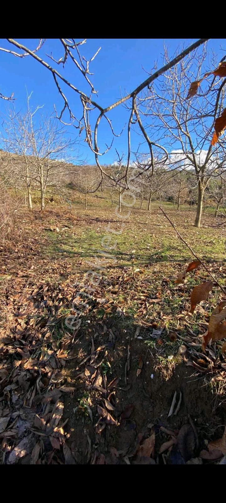 Mor Çiçek Emlak Tire Yamandere Satılık Sebze Bahçe Yeri - Görsel 7