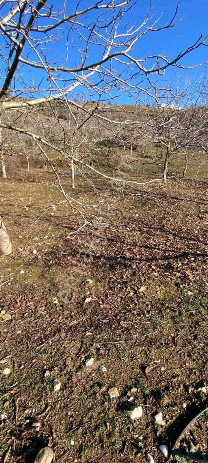 Mor Çiçek Emlak Tire Yamandere Satılık Sebze Bahçe Yeri - Görsel 3