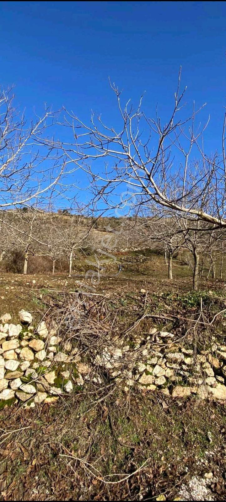 Mor Çiçek Emlak Tire Yamandere Satılık Sebze Bahçe Yeri - Görsel 4