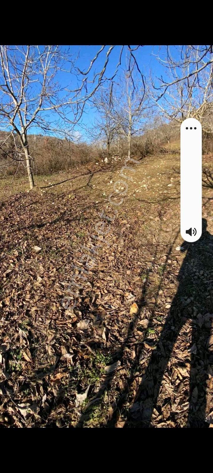 Mor Çiçek Emlak Tire Yamandere Satılık Sebze Bahçe Yeri - Görsel 2