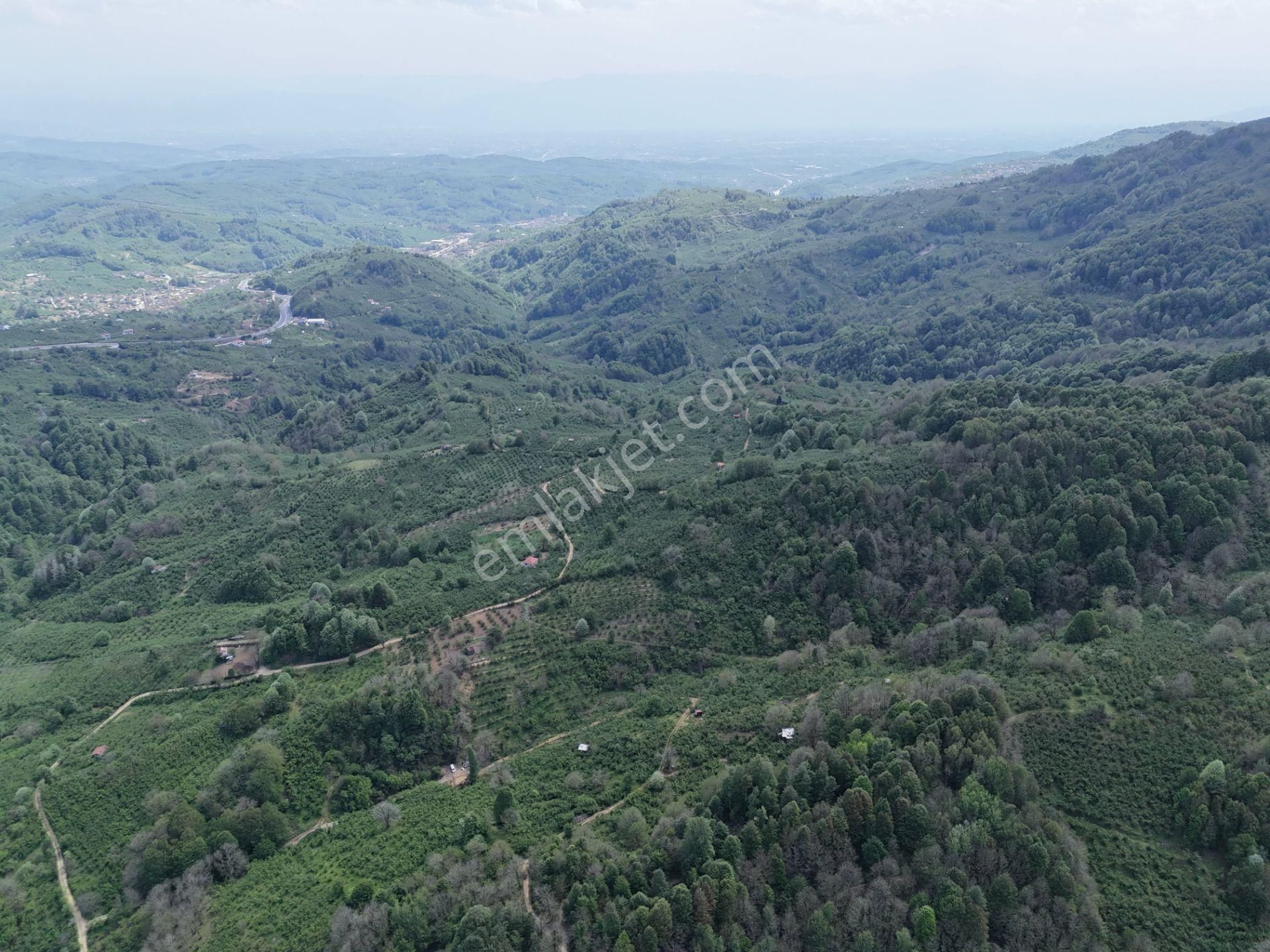 Epa Uğur'dan 12.785 M² Akçakoca Yolu Üzeri Satılık Fındıklık