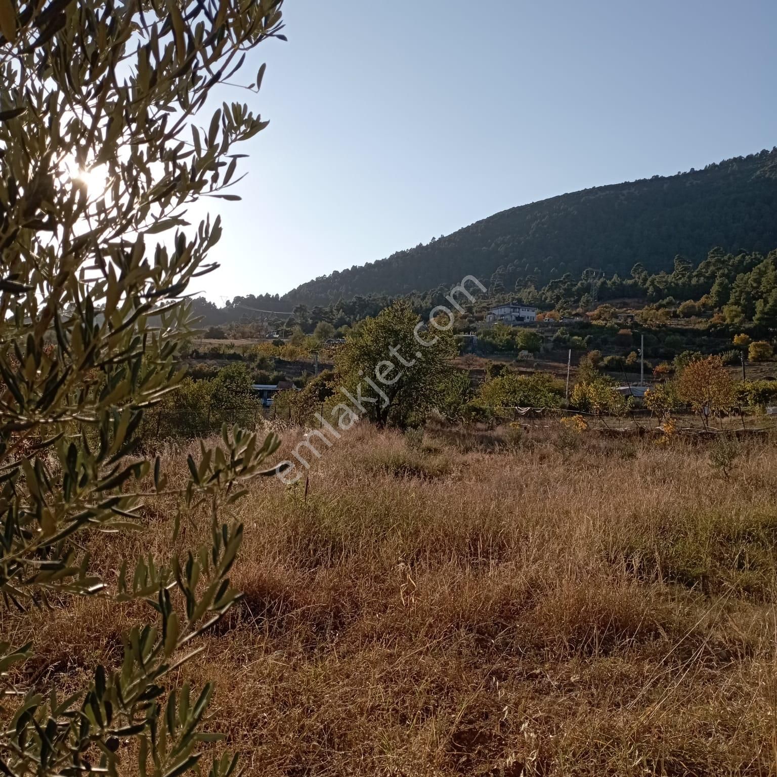 Yerleşim Alanı İçinde Tarla