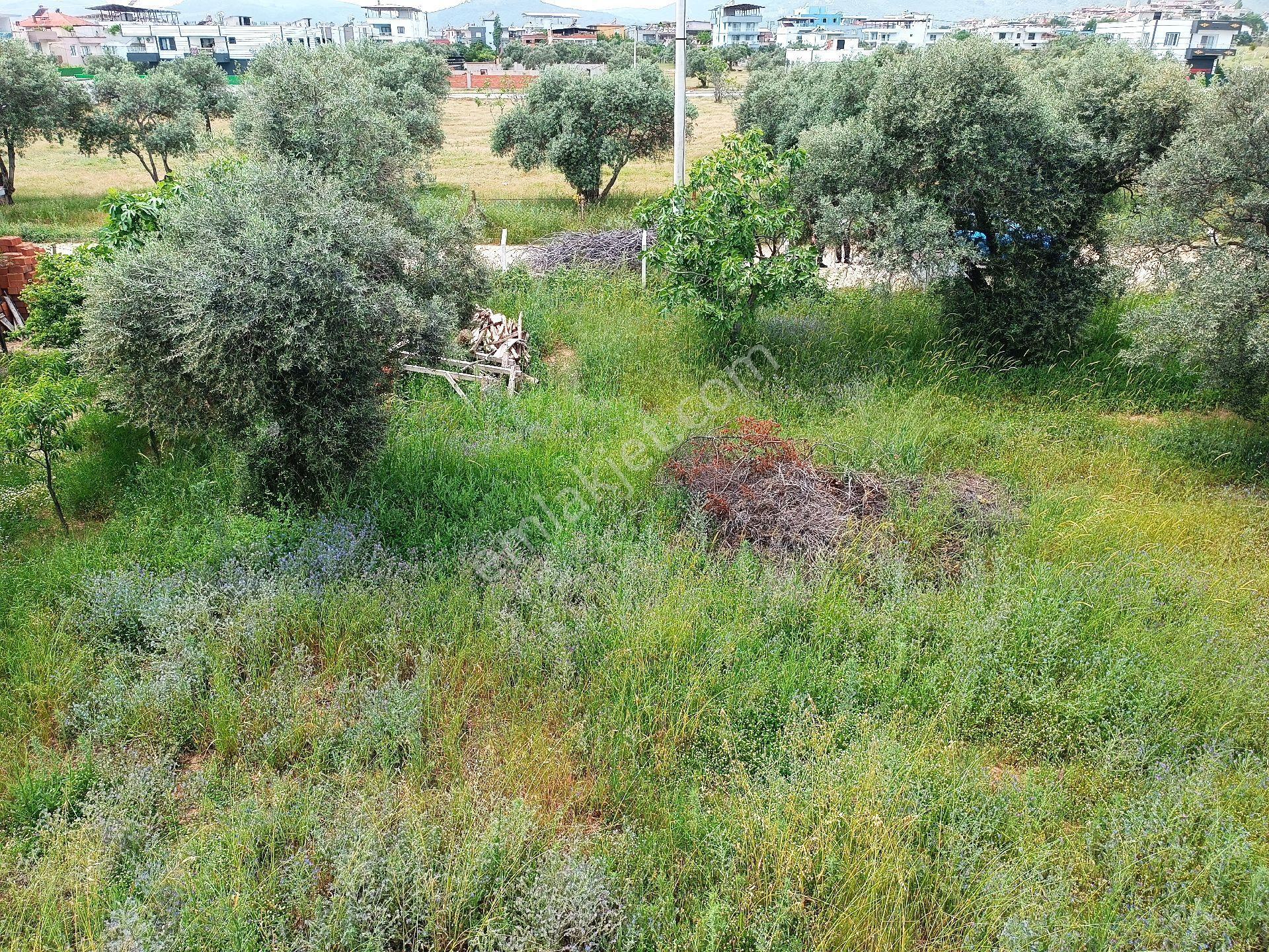 Aydın Ortaklar'da Ana Yola Yakın Konut İmanlı 3 Adet Arsa - Görsel 14