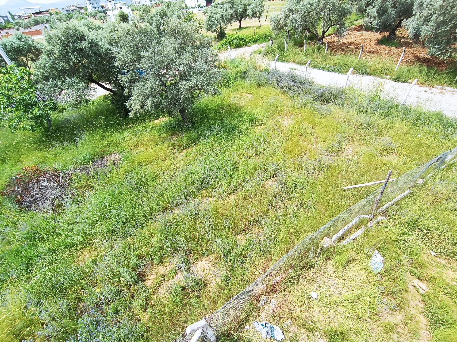 Aydın Ortaklar'da Ana Yola Yakın Konut İmanlı 3 Adet Arsa - Görsel 5