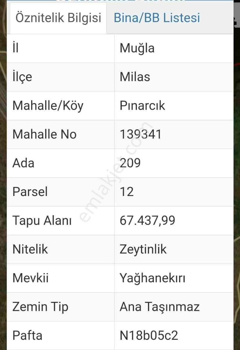Muğla Milas/pınarcık'ta Ana Yola Cepheli Satılık Zeytinlik